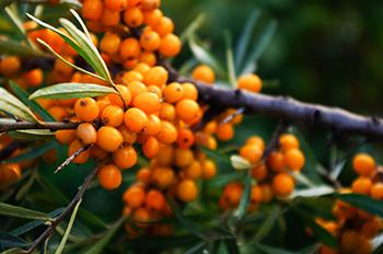 August Foraging - Sea Buckthorn