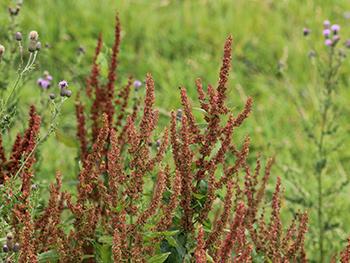 August Foraging - Sheep Sorrel