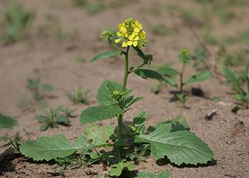  Foraging - Wild Mustard