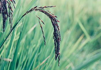 August Foraging - Wild Rice