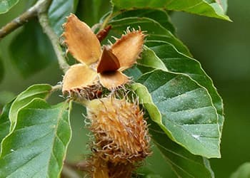 oraging Calendar What to Forage in September- beech nuts
