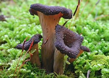 Foraging Calendar What to Forage in September- black trumpet mushrooms