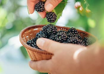 Foraging Calendar What to Forage in September- blackberries
