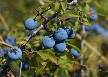 Foraging Calendar What to Forage in September- blackthorn