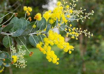 Foraging Calendar What to Forage in September- queensland silver wattle