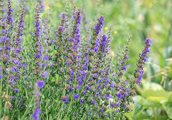 Hyssop - The Lost Herbs