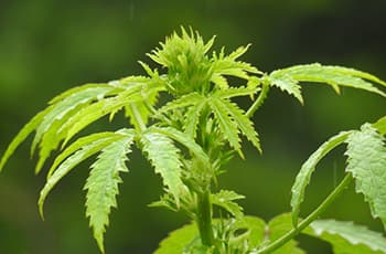 Hemp- Kenaf