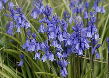 Indian Tobacco-bluebell