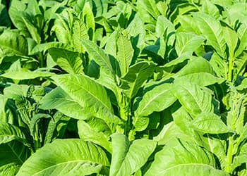 Indian Tobacco- leaves