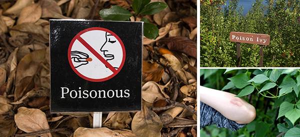 So-Called Medicinal Plants that Are Actually Dangerous