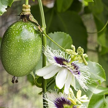 Passionflower - Identification