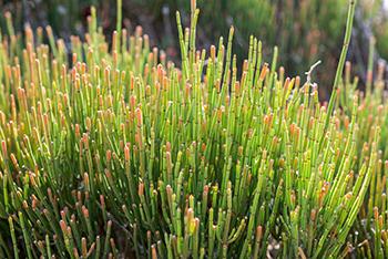 So-Called Medicinal Plants that are actually dangerous - Ephedra