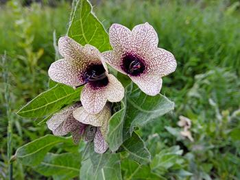 So-Called Medicinal Plants that are actually dangerous - Henbane