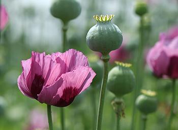 So-Called Medicinal Plants that are actually dangerous - Opium Poppy