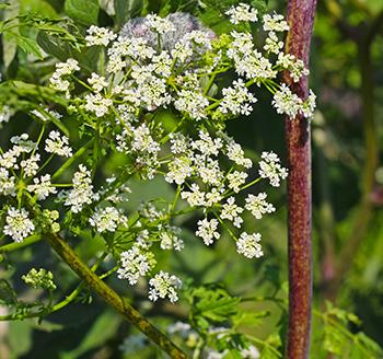 So-Called Medicinal Plants that are actually dangerous - Poison Hemlock