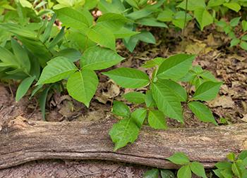 So-Called Medicinal Plants that are actually dangerous - Poison Ivy