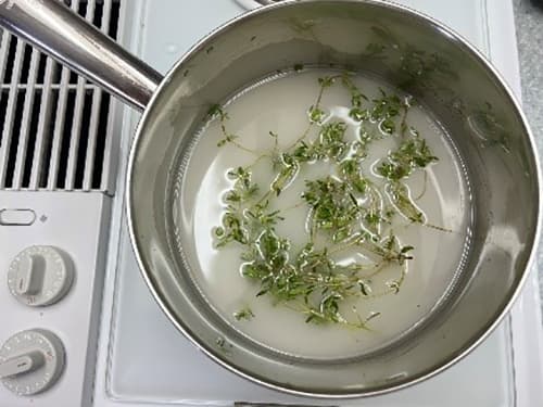 Thyme- boiling thyme