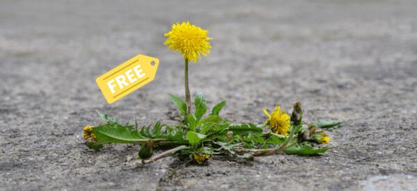 Where to Forage for Free - Cover