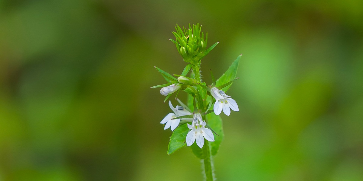 The delicate purple-tinged white white flowers of Lobelia light purple,,, Indian tobacco. Shows flowers, hairy stem and leaves.