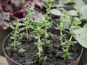 thyme- growing from cuttings