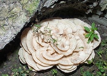 Foraging Calendar What to Forage in October-Berkeley Polypore
