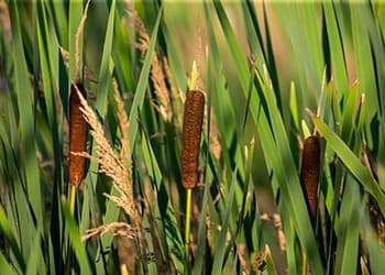 Foraging Calendar What to Forage in October-Cattails