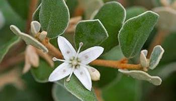 Foraging Calendar What to Forage in October-Correa Alba