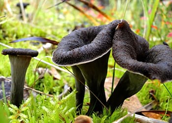 Foraging Calendar What to Forage in October-Craterellus cornucopioides