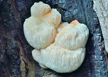 Foraging Calendar What to Forage in October-Hericium Erinaceus