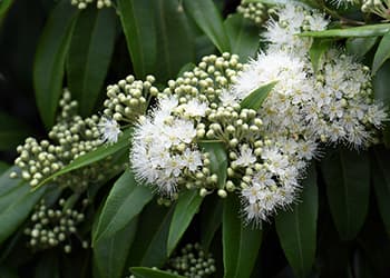 Foraging Calendar What to Forage in October-Lemon Myrtle Leaves