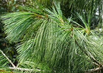 Foraging Calendar What to Forage in October-eastern white pine