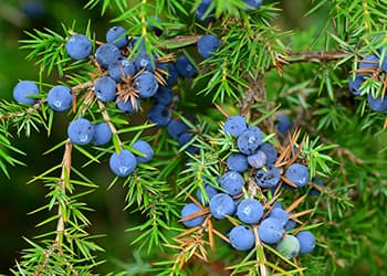Foraging Calendar What to Forage in October-juniper berries