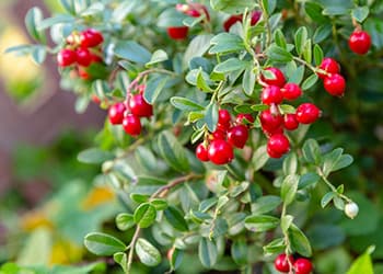 Foraging Calendar What to Forage in October-lingon berries