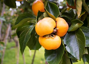 Foraging Calendar What to Forage in October-persimmon