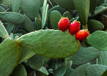 prickly pear