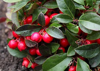 Foraging Calendar What to Forage in October-teaberry