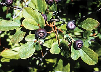 Foraging Calendar What to Forage in October-western huckleberry