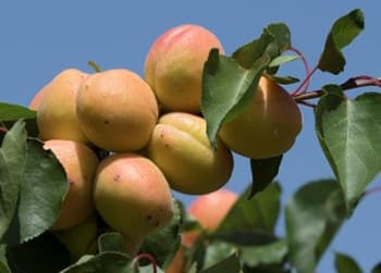 Nutmeg - apricot