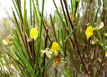 Rooibos - The Lost Herbs