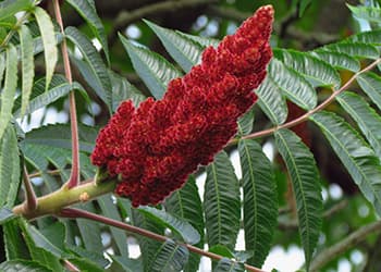 Staghorn Sumac