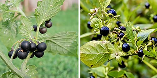 10 Medicinal Plants People Confuse With Their Poisonous Look-Alikes- black nighshade vs deadly nighshade