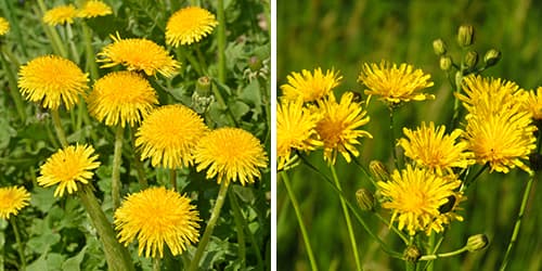 10 Medicinal Plants People Confuse With Their Poisonous Look-Alikes- dandelion vs cat's ear
