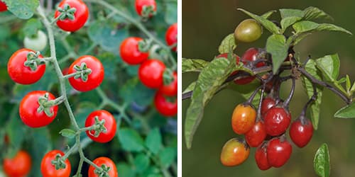 10 Medicinal Plants People Confuse With Their Poisonous Look-Alikes- red currant vs. bittersweet nightshade