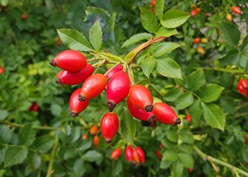 Rosehips