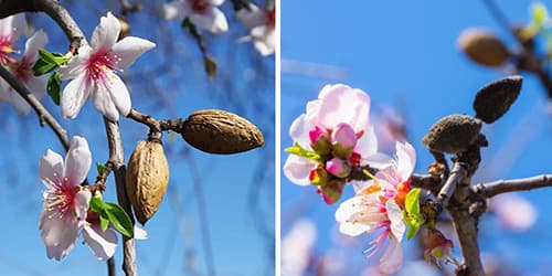10 Medicinal Plants People Confuse With Their Poisonous Look-Alikes- sweet almond vs bitter almond