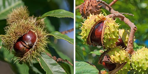 sweet chestnut vs horse chestnut
