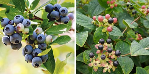 wild blueberries vs. tutsan berries