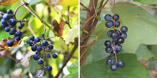 10 Medicinal Plants People Confuse With Their Poisonous Look-Alikes ...
