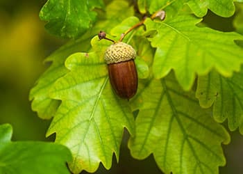 Foraging Calendar- What to Foage in November- Acorns