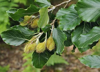 Beech Nuts